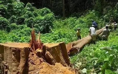 緬甸花梨（大果紫檀）逐漸成為紅木家具的“主力軍”。