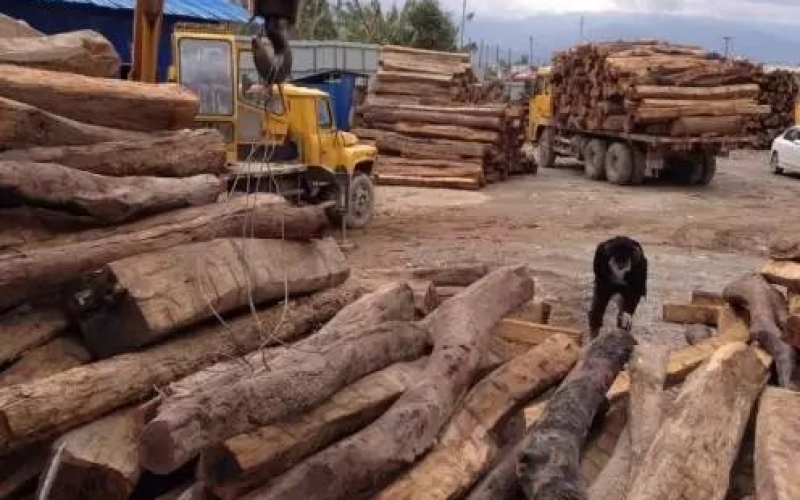 緬甸花梨憑什么，價(jià)格一路上漲....